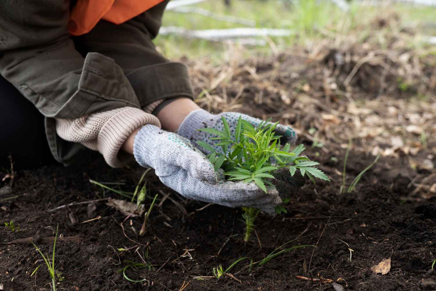 Professional Tree Service in Willmar, MN